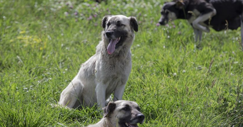 Sinop'ta sokak köpeğinin saldırısına uğrayan çocuk yaralandı