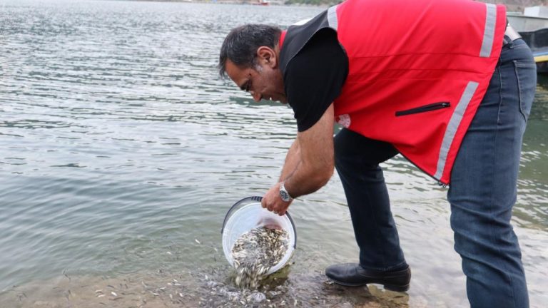 Gümüşhane baraj ve göletlerine 246 bin sazan yavrusu bırakıldı