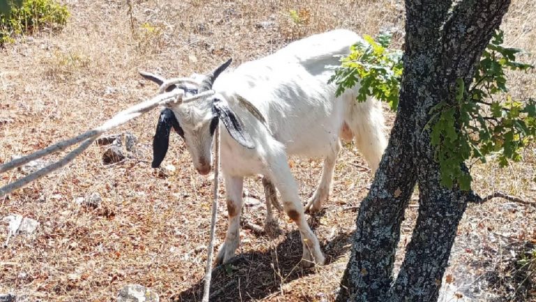 AFAD, Kırklareli Mağarasında mahsur kalan keçiyi kurtardı