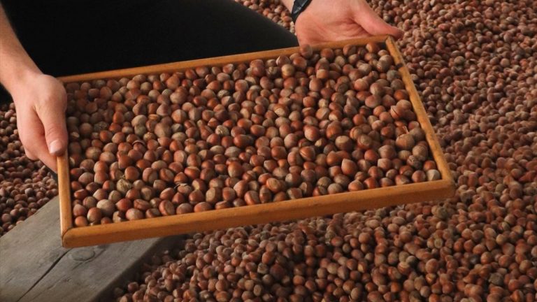 Trabzon'dan fındık ihracatı 442,7 milyon dolar