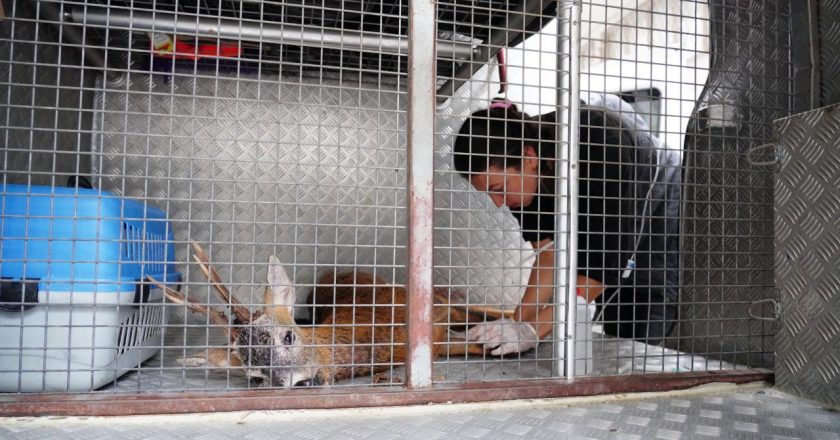 Ordu'da aracın çarptığı karaca tedavi altına alındı