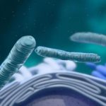 Golgi Cisimciği Nedir? Golgi Cisimciğinin Görevleri, Özellikleri ve Bulunduğu Hücreler Nelerdir?