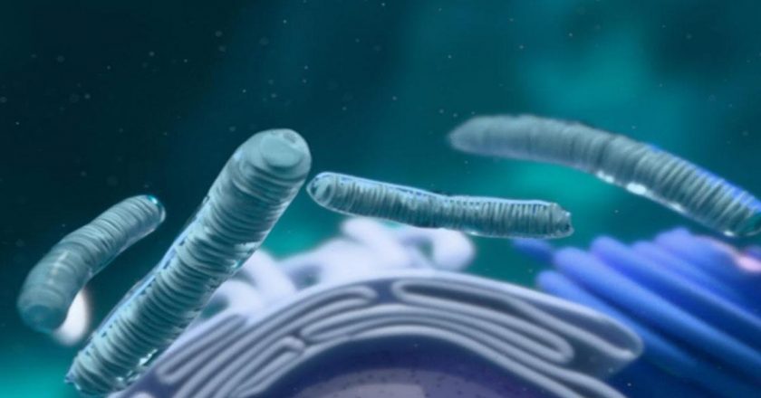 Golgi Cisimciği Nedir? Golgi Cisimciğinin Görevleri, Özellikleri ve Bulunduğu Hücreler Nelerdir?