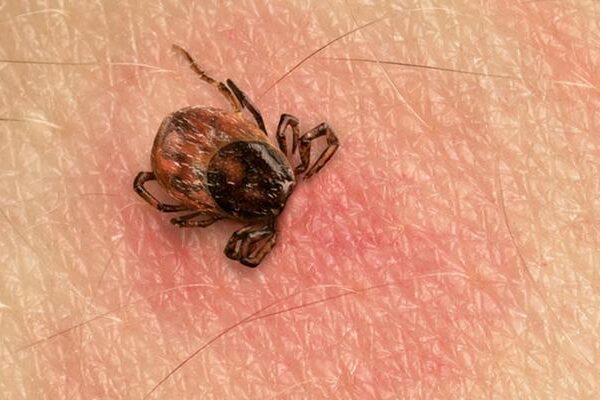 Kene ısırığı vakalarında ciddi artış! 15 gün boyunca kan emerek yaşarlar: “Çok hızlı çoğalabilen hayvanlardır”