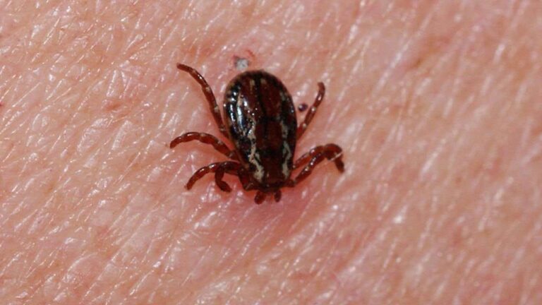 Sivas’ta kene yapışan kişi tüm müdahalelere rağmen kurtarılamadı