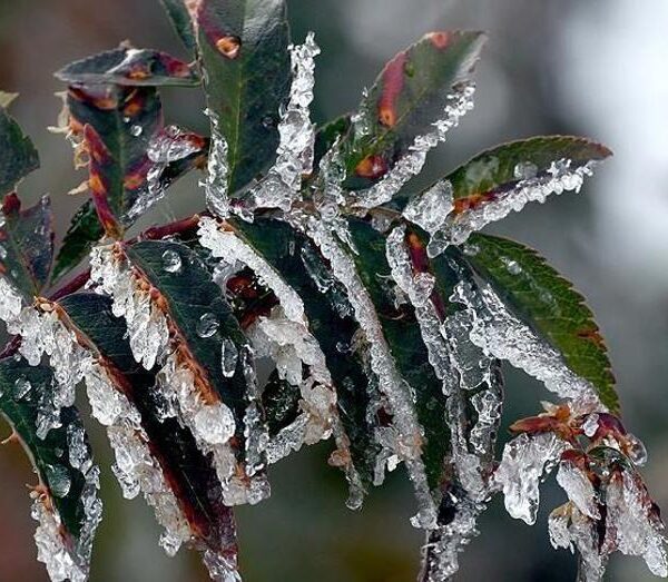 Üreticilere 22,9 milyar lira tarımsal don yardımı!